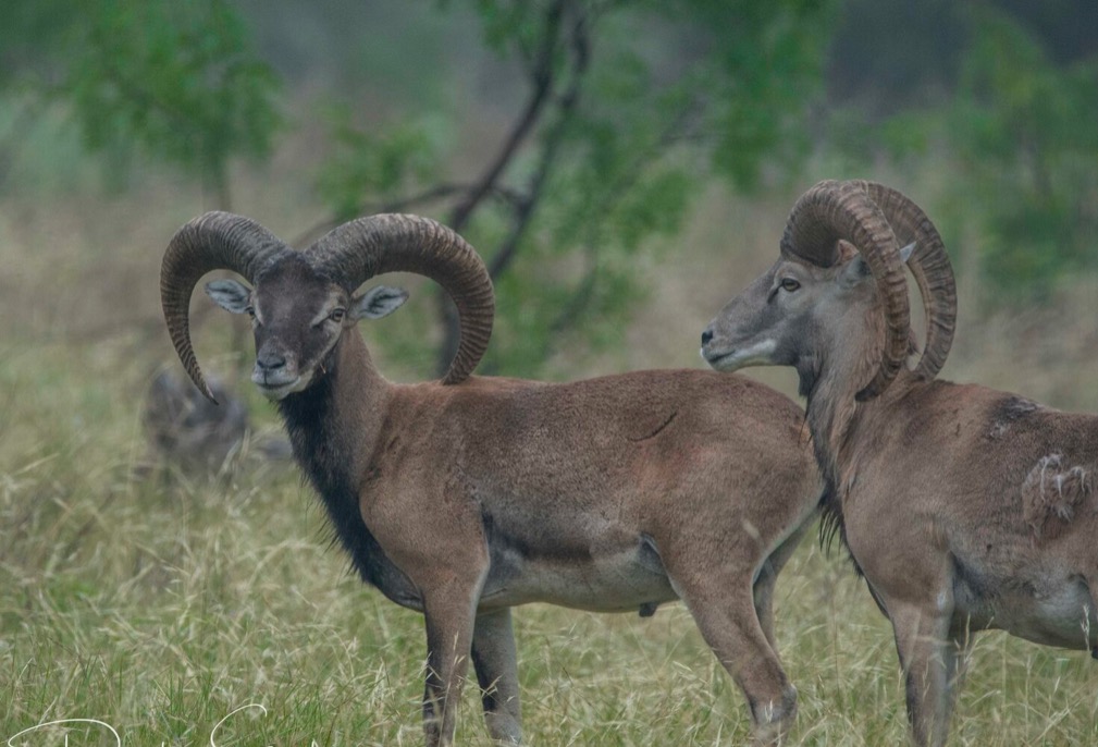 RED SHEEP — Texas Divide Ranch